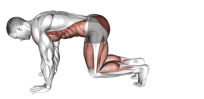 Animation Bear plank avec kickback