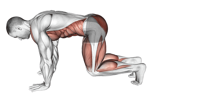 Bear plank avec kickback