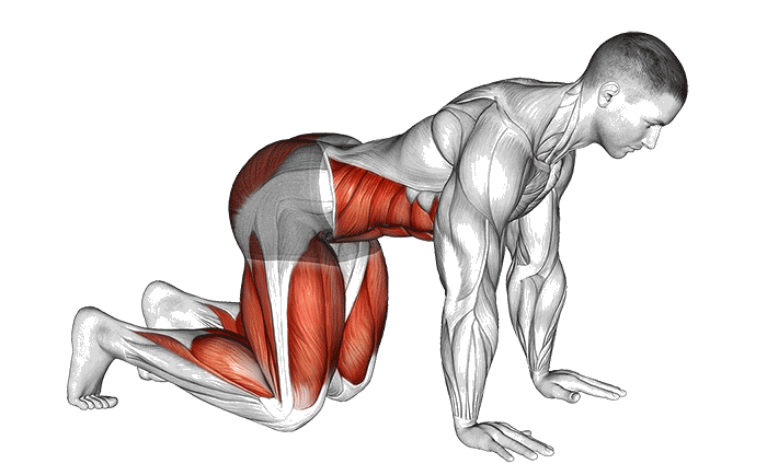 Animation Planche de l'ours