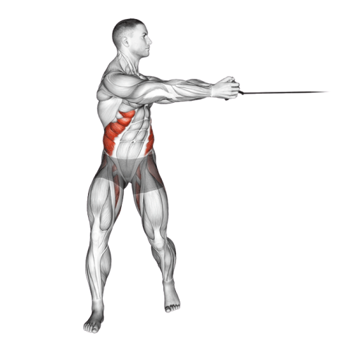 Rotation du buste (Élastique)