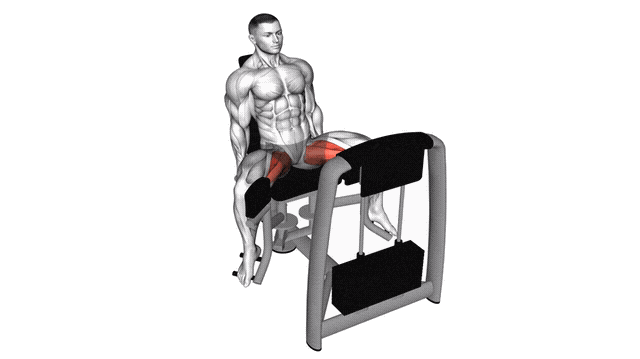 Animation Adduction de Hanche (Machine)