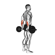 Curl poignet biceps derriere le dos (Barre)