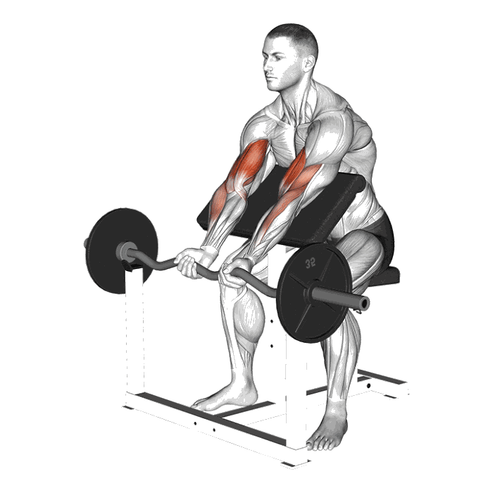 Animation Curl au pupitre barre EZ Larry Scott