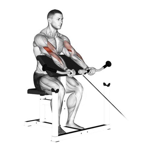 Curl au pupitre (Poulie)