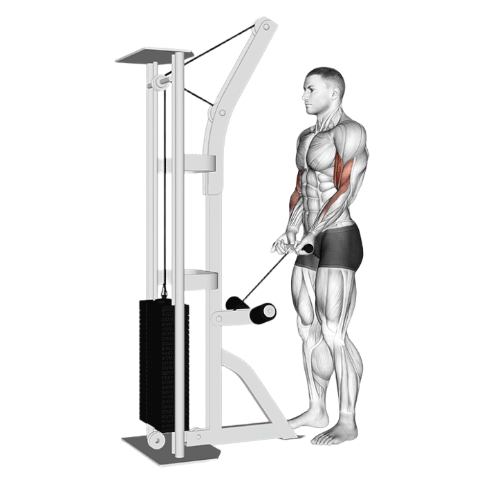 Curl barre poulie basse