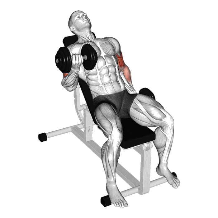 Animation Curl biceps alterné en supination sur banc incliné