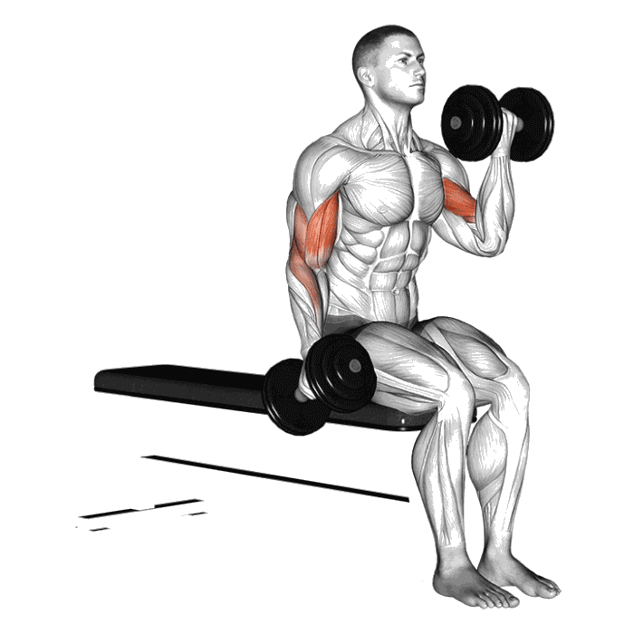 Animation Curl biceps alterné (Halteres)