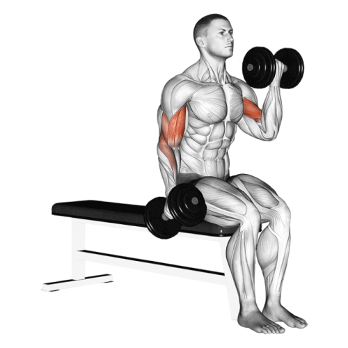 Curl biceps alterné (Halteres)