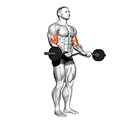 Curl biceps barre EZ