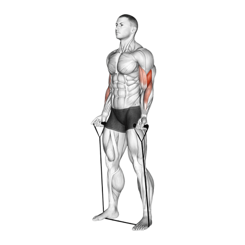 Curl biceps (Élastique)