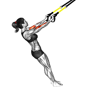 Curl biceps (Suspension)