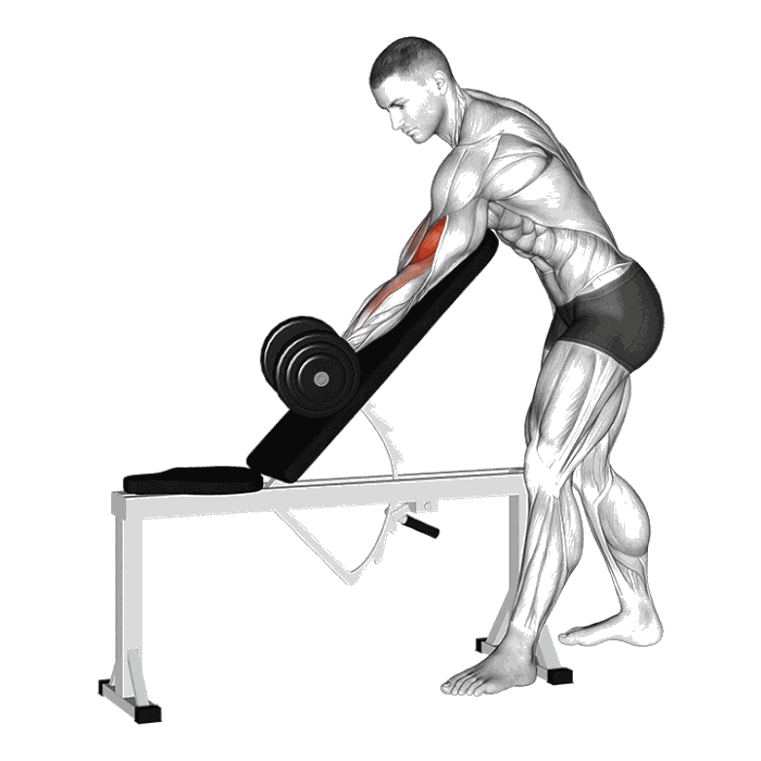 Animation Curl debout banc incliné (Halteres)