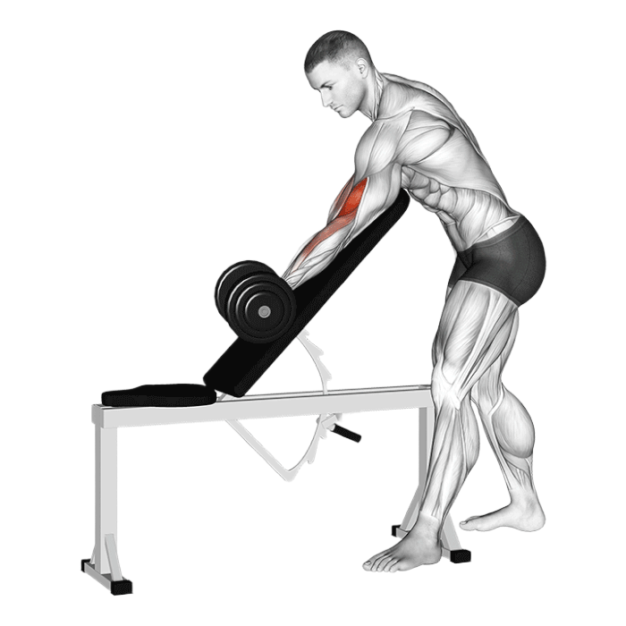 Curl debout banc incliné (Halteres)