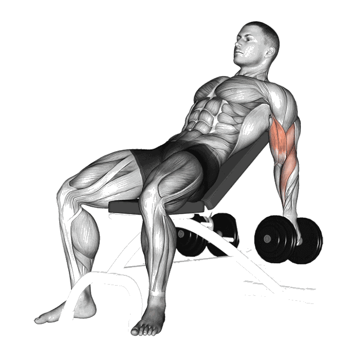 Animation Curl incliné assis (Halteres)