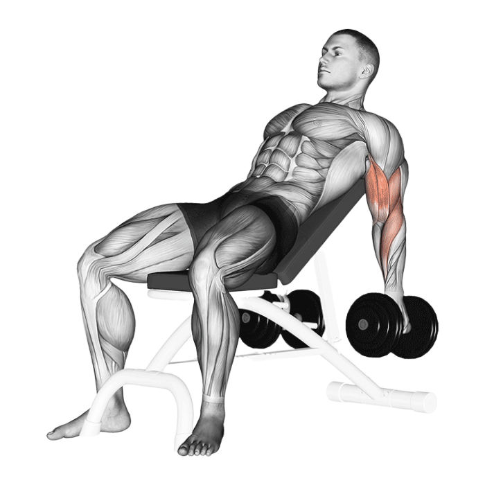 Curl incliné assis (Halteres)