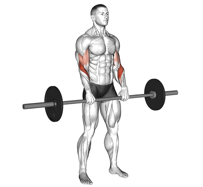 Animation Curl inverse (Barre)