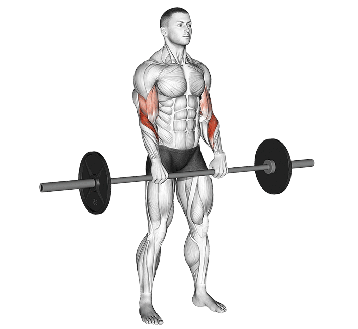 Curl inverse (Barre)