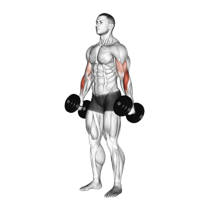 Curl marteau (Halteres)