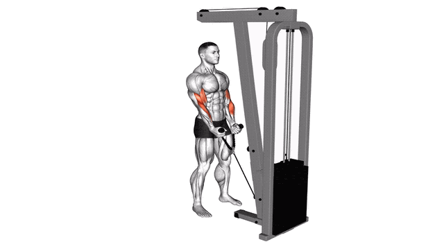 Animation Curl marteau poulie basse