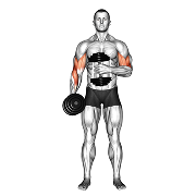 Curl pinwheel (Halteres)