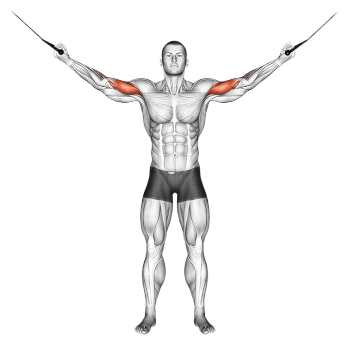 Curl poulie vis à vis