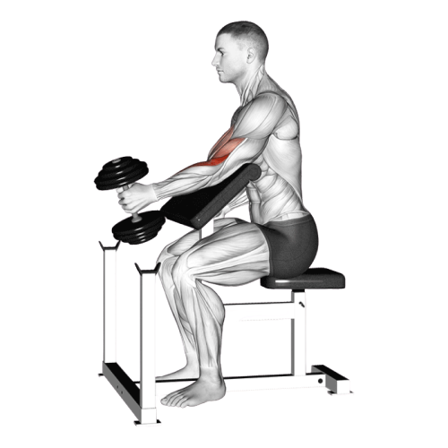 Curl prise marteau au pupitre (Halteres)