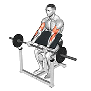 Curl pupitre (Barre)