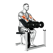 Curl pupitre (Halteres)