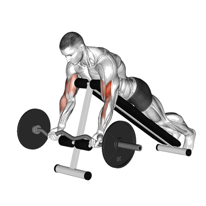 Animation Curl spider (Barre)