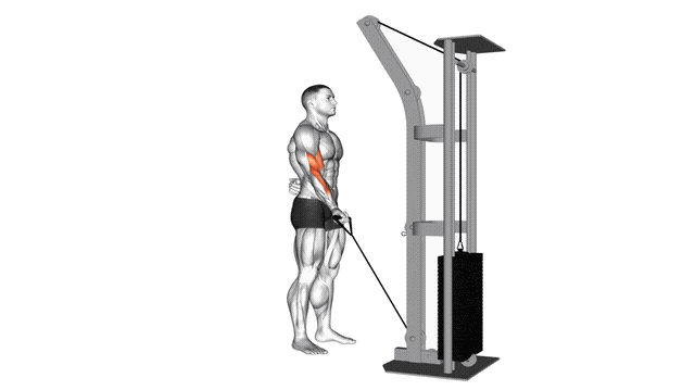 Animation Curl un bras (Poulie)