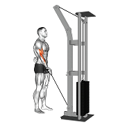 Curl un bras (Poulie)