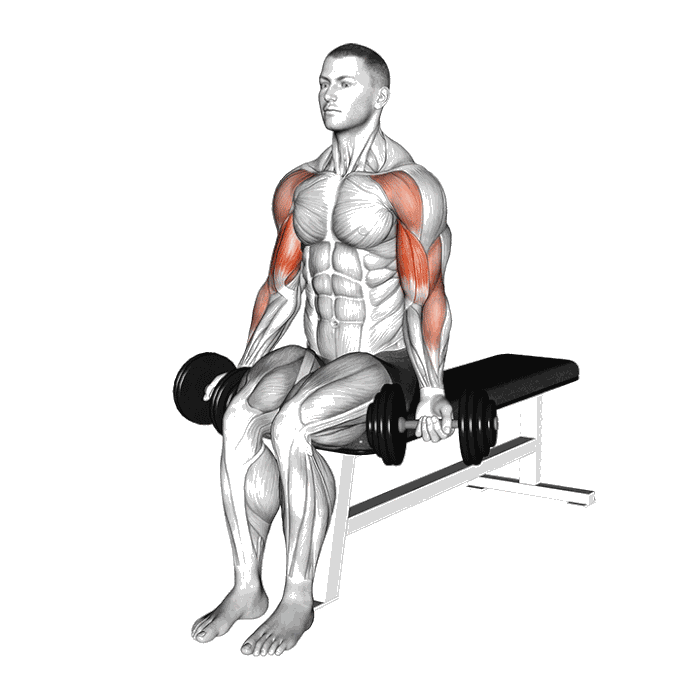 Animation Drag curl (Halteres)