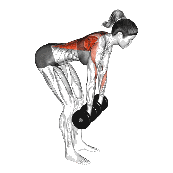 Animation Bent over row avec haltères