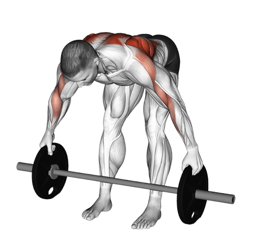 Bent over row prise disque
