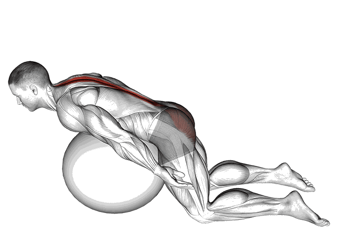 Animation Extensions lombaires sur Swiss ball