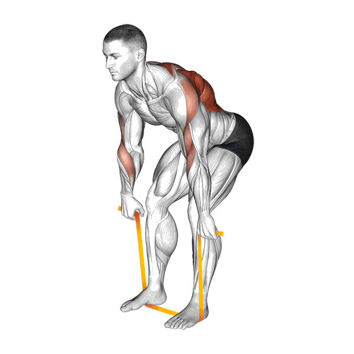 Animation Rowing (Élastique)