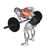 Rowing Pendlay (Barre)