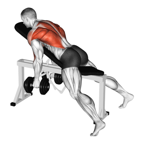 Rowing sur banc incliné (Haltères)