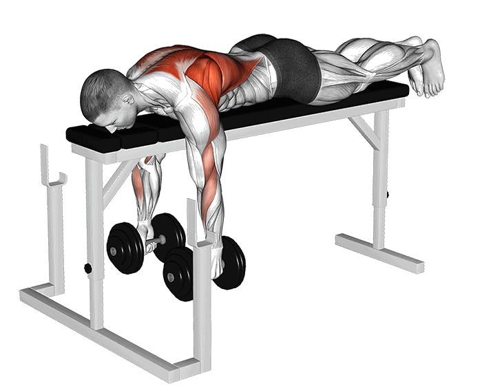 Animation Seal row avec haltères