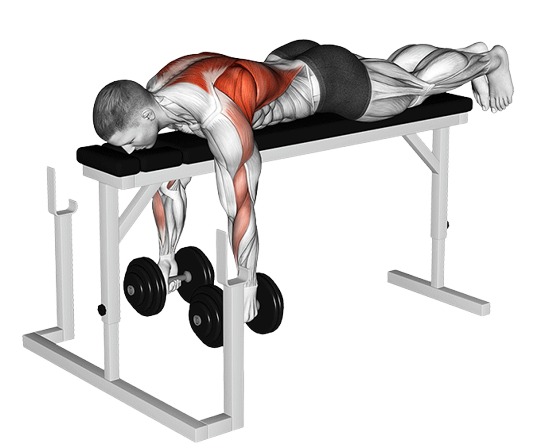 Seal row avec haltères