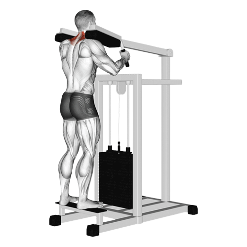 Shrug à la machine à mollets