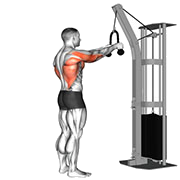 Tirage bras tendu a la corde (Poulie)