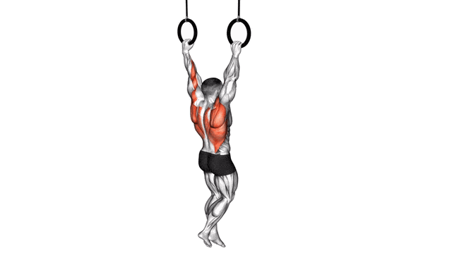 Animation Traction aux anneaux