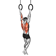 Traction aux anneaux