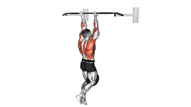 Animation Traction prise supination (Lestee)