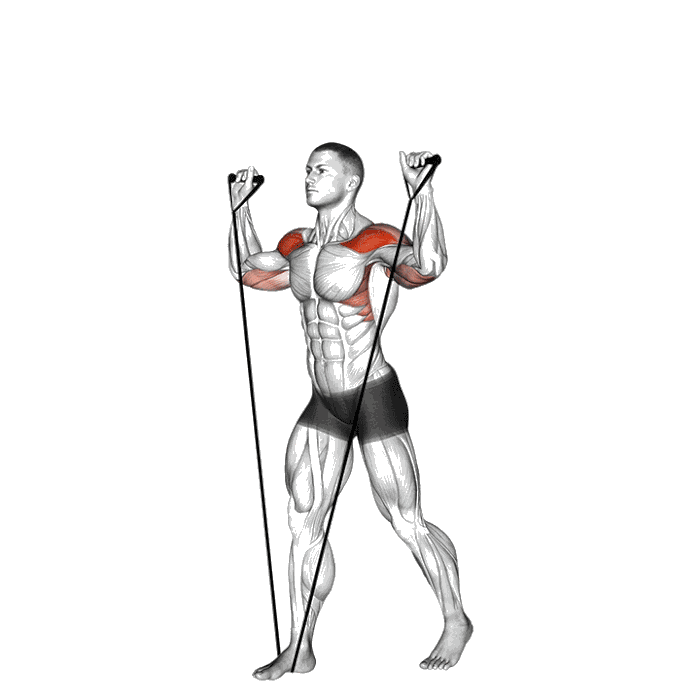 Animation Développé épaules (Élastique)