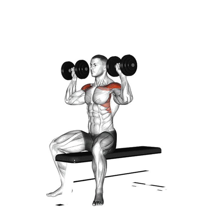 Animation Développé épaules haltères