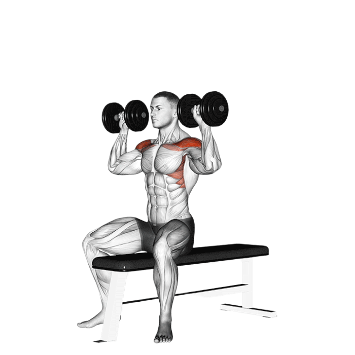 Développé épaules haltères