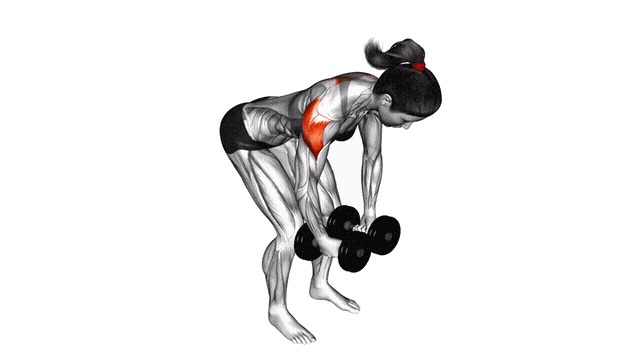 Animation Ecarte inverse deltoide inferieur (Halteres)