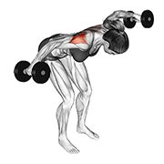 Ecarte inverse deltoide inferieur (Halteres)